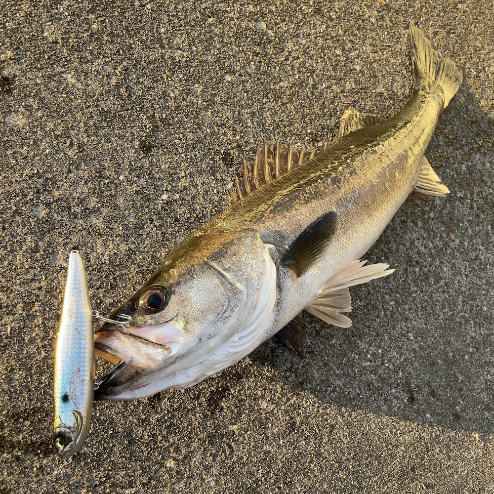 運河筋で釣れたシーバス02