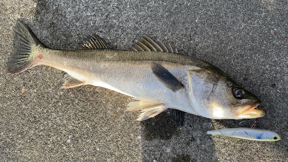 11月14日シーバス02