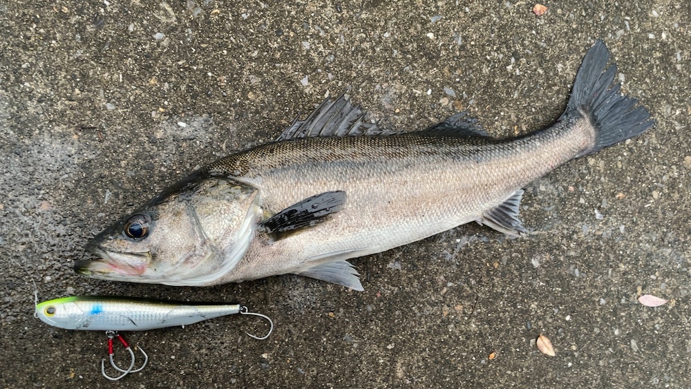 11月23日シーバス01