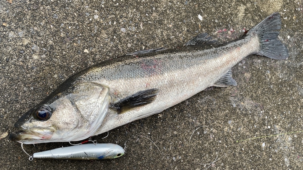 11月23日シーバス02