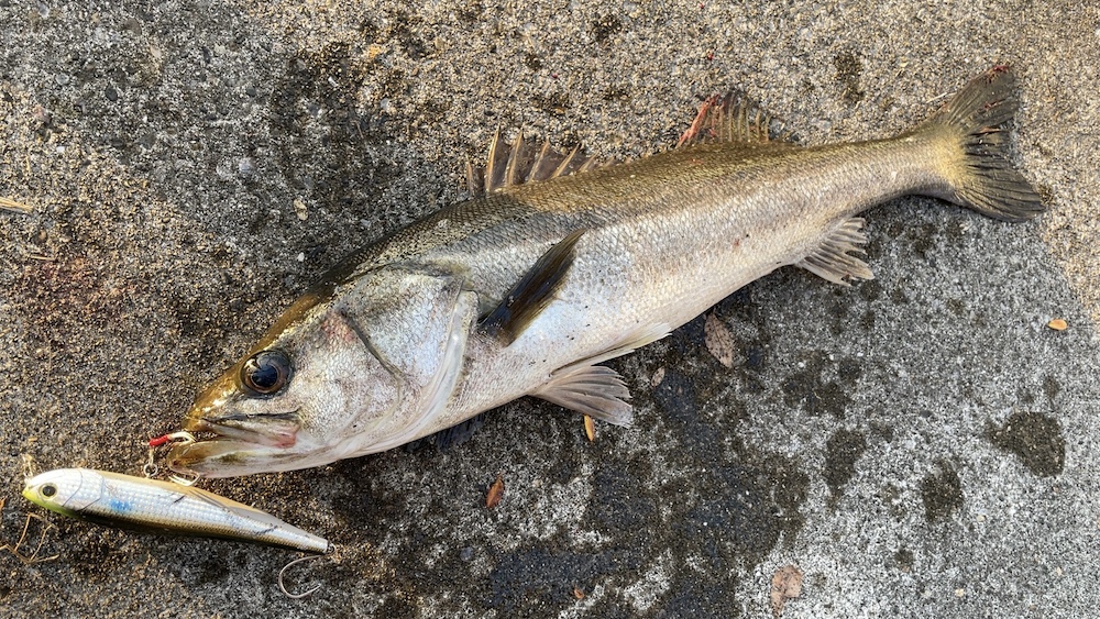 11月24日シーバス01