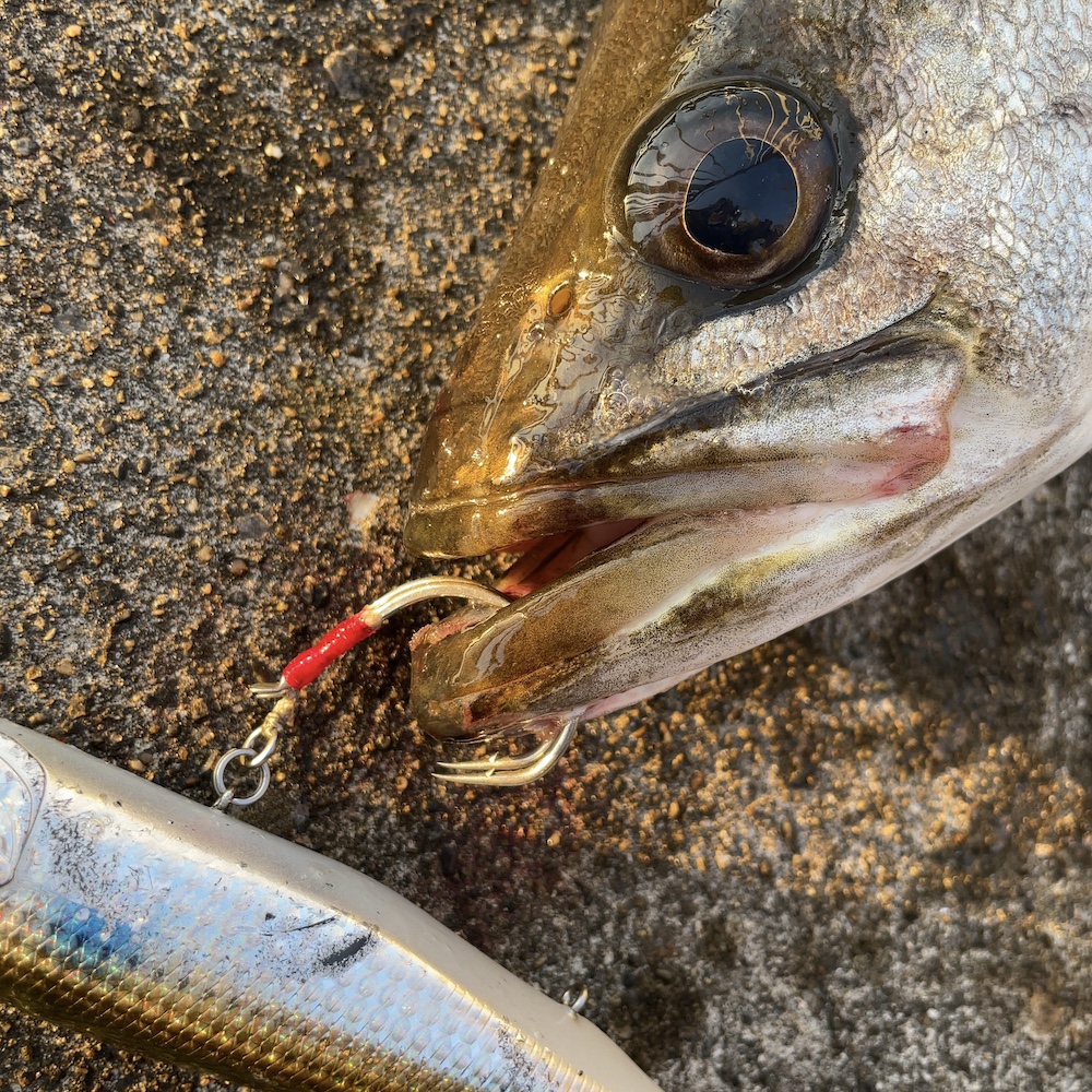 2本ともフッキング