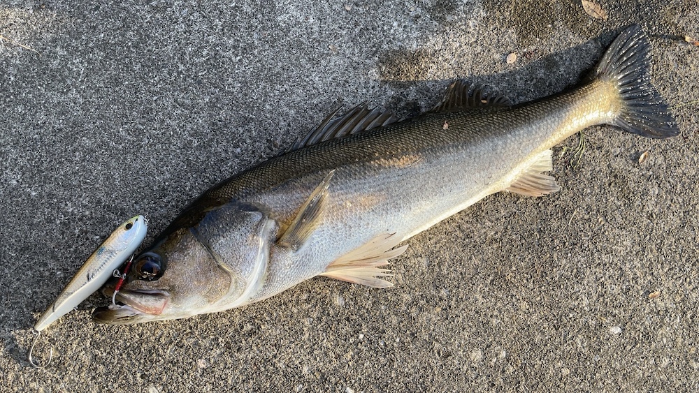 11月24日シーバス02