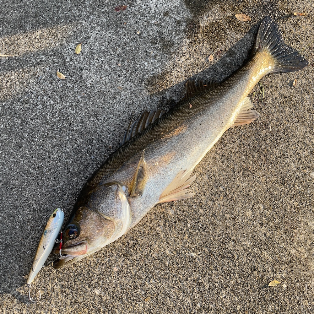 運河筋で釣れたシーバス01