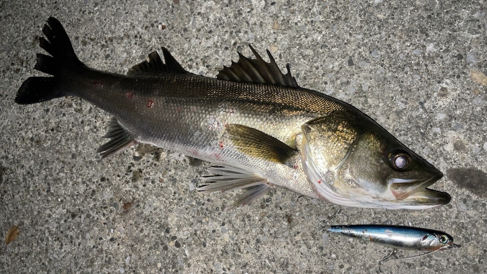 シーバス+チャムペン