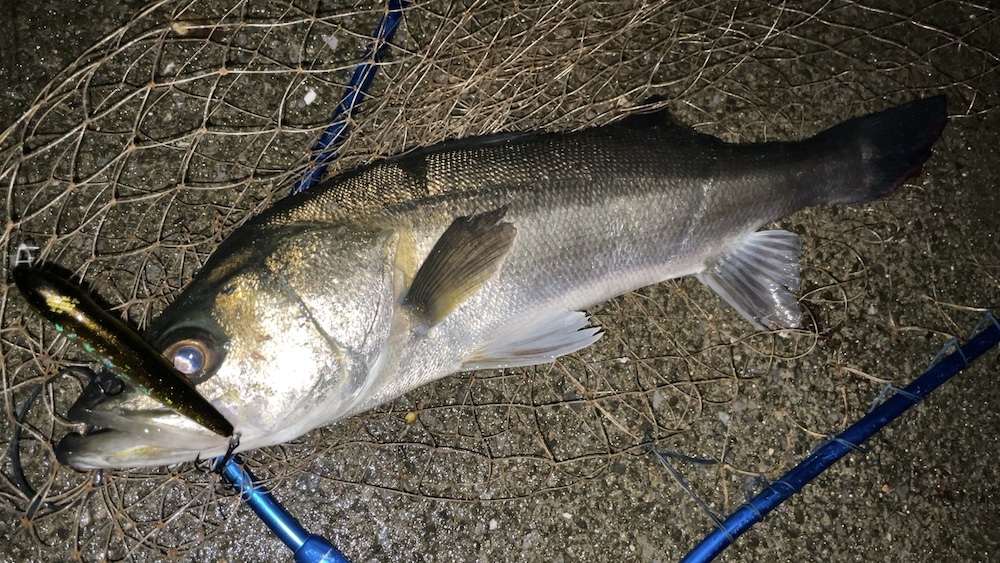 シーバス+ジャイアントドッグX