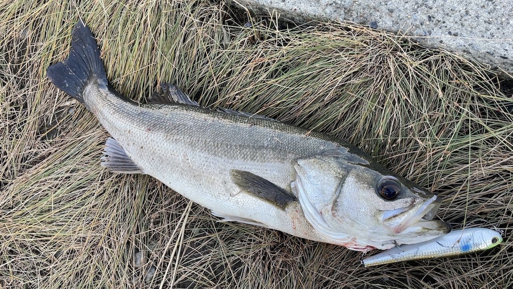 荒川河口シーバス+モンスタースライダー160