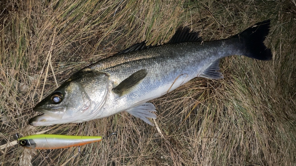 荒川河口シーバス夕まずめ+モンスタースライダー160