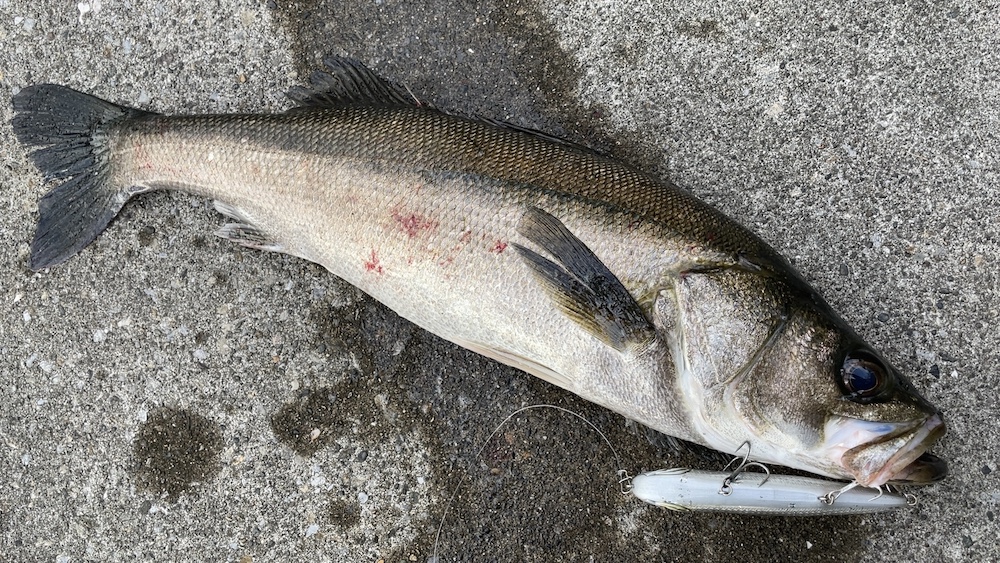 11月10日シーバス05