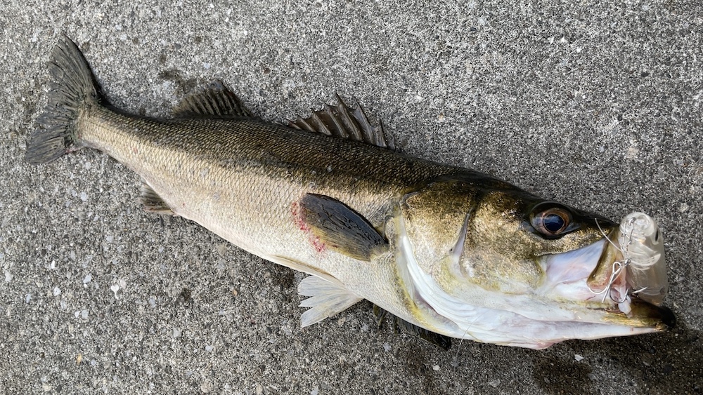 11月10日シーバス02