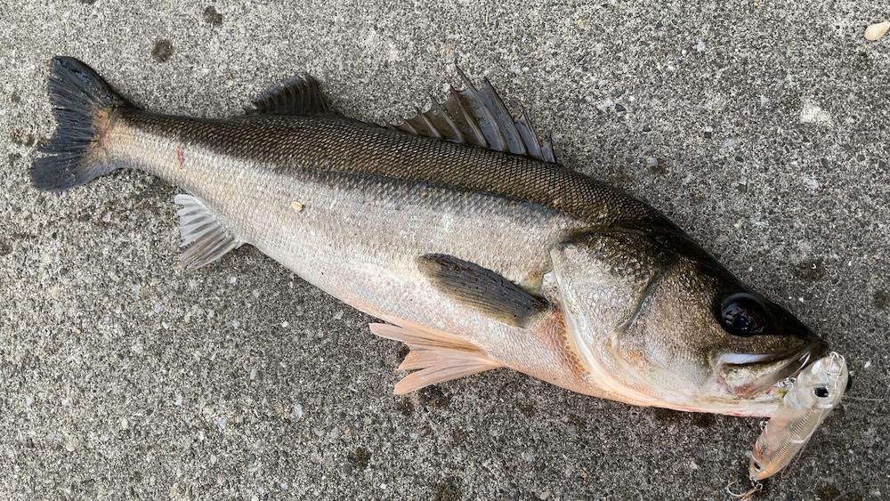 11月10日シーバス01