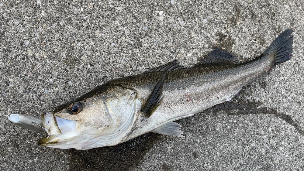 11月10日シーバス03