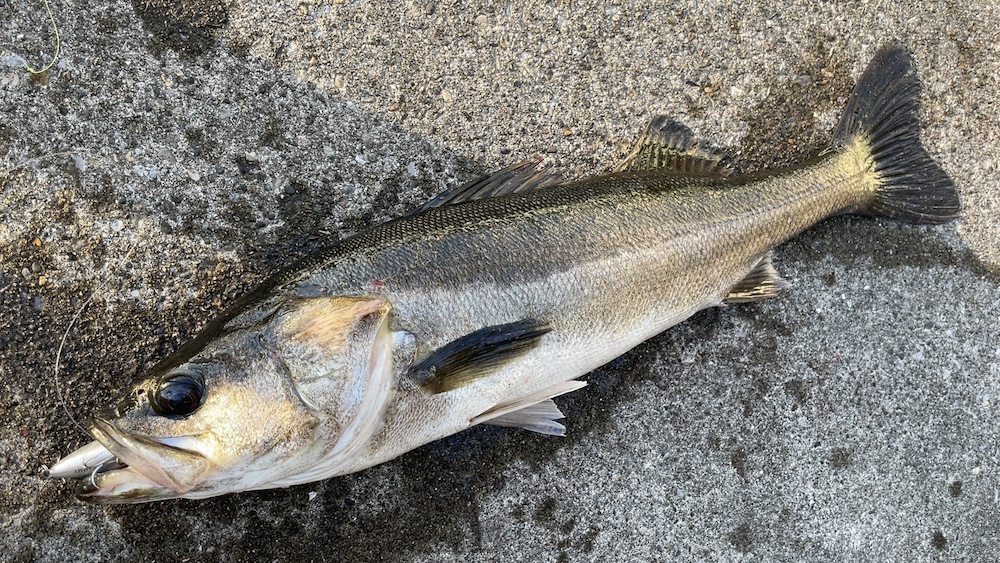 11月10日シーバス04