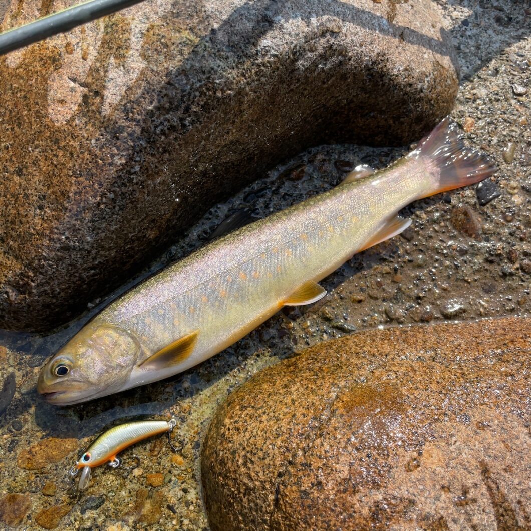 段々プールで釣れたイワナ02
