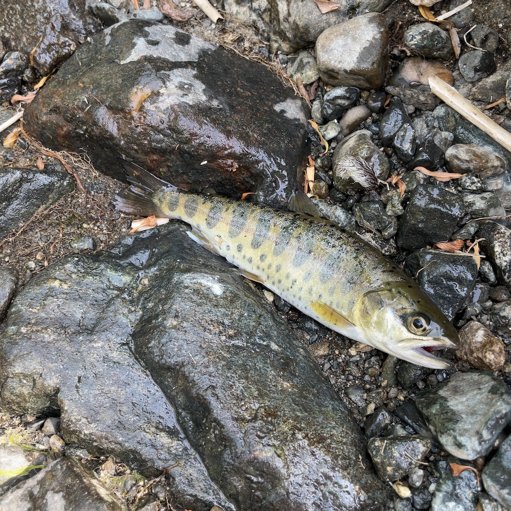 三国川で釣れたヤマメ01