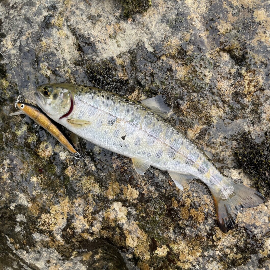 三国川で釣れたヤマメ02