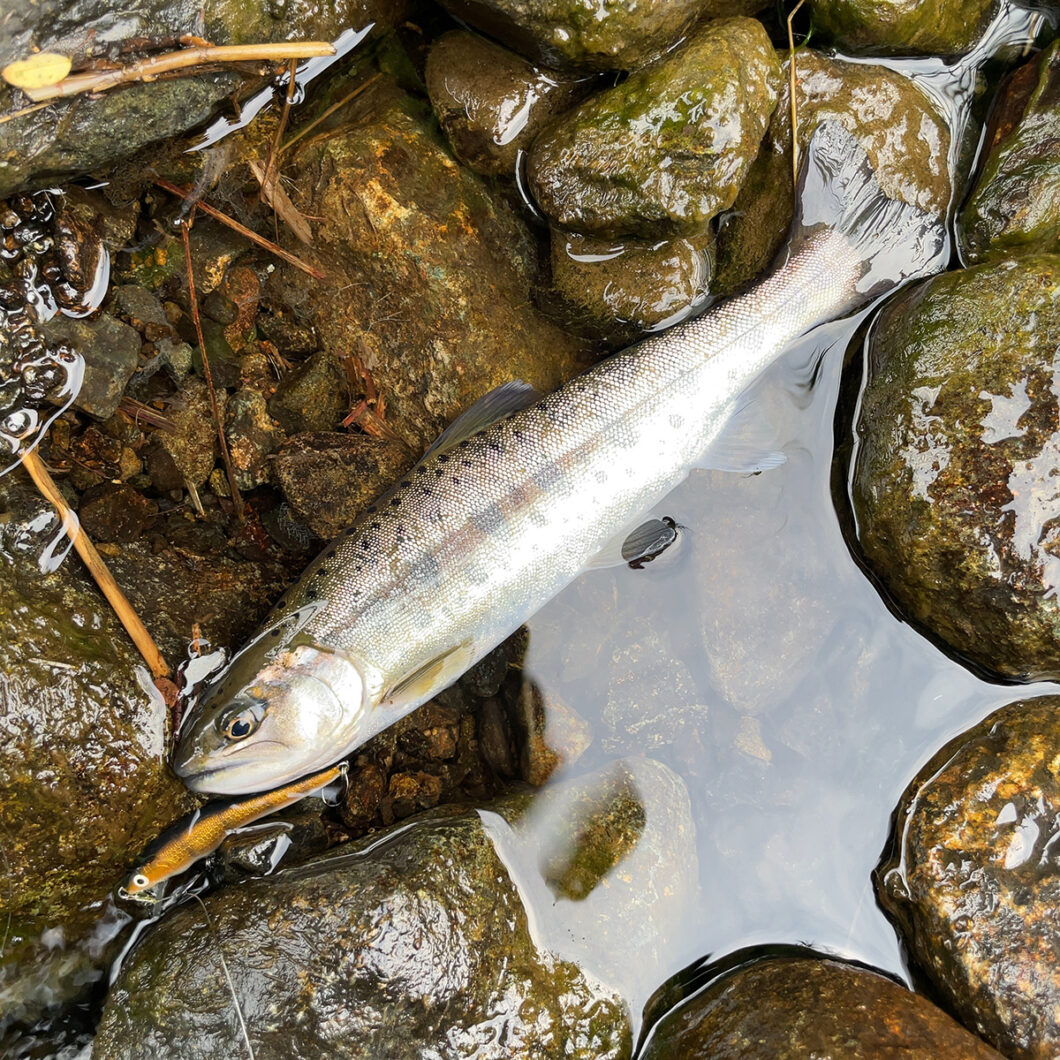 三国川で釣れたヤマメ03