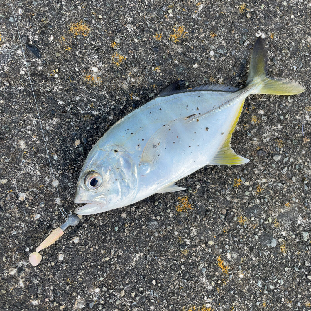 境川河口で釣れたメッキ