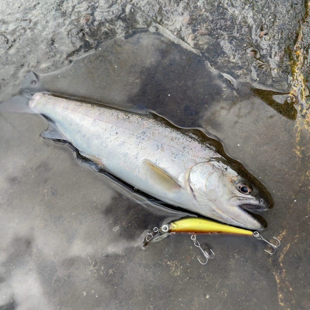 桂川本流ヤマメ24cm