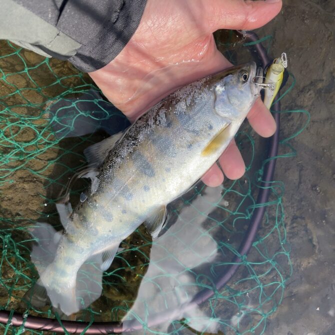 山梨県桂川へヤマメ、ニジマスを求めてプラッギングメインのルアー釣り