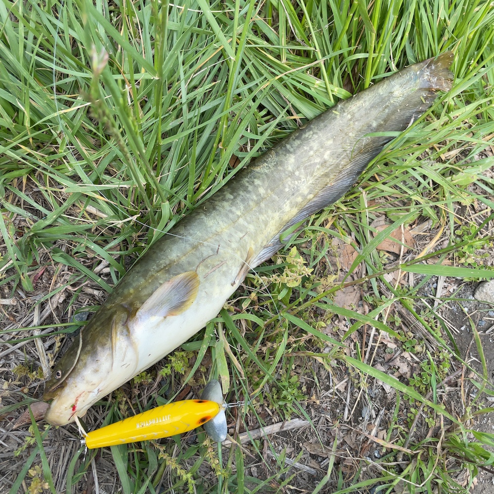 ジッターバグで釣れた１匹目のナマズ