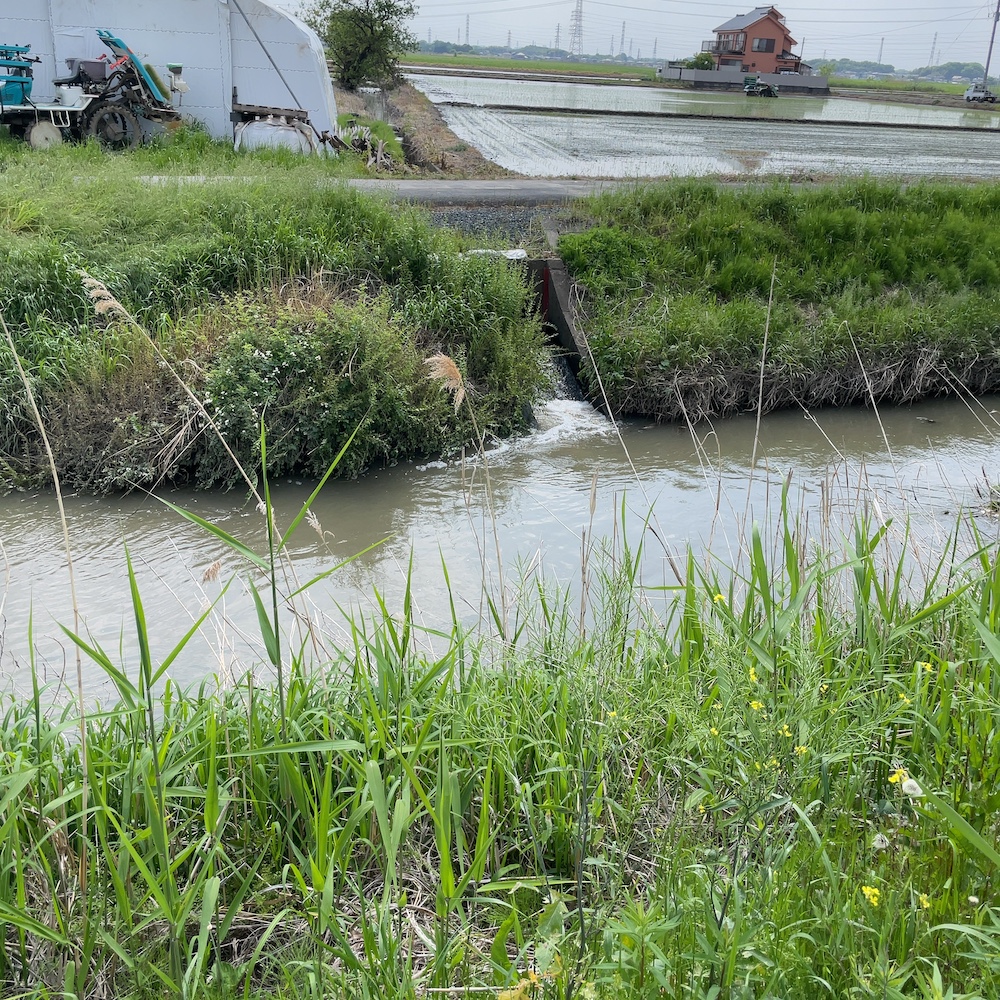 田んぼと水路