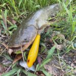 初めてのルアーでナマズ釣り。用水路でジッターバグに何度も水面爆発!