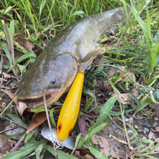 初めてのルアーでナマズ釣り。用水路でジッターバグに何度も水面爆発!