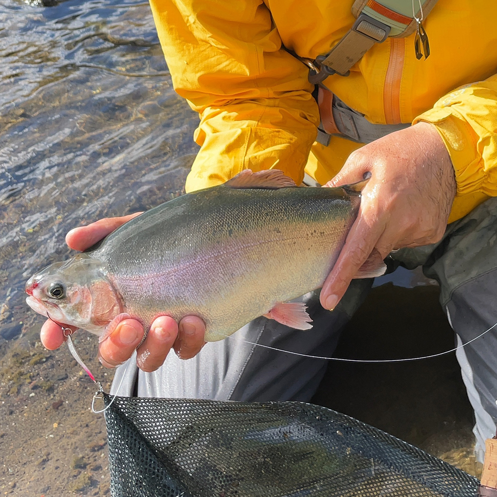 セッパリニジマス