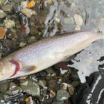 山梨県桂川、20数年ぶりに3度行ってみたけど…さすがに当時のようには釣れない川に…