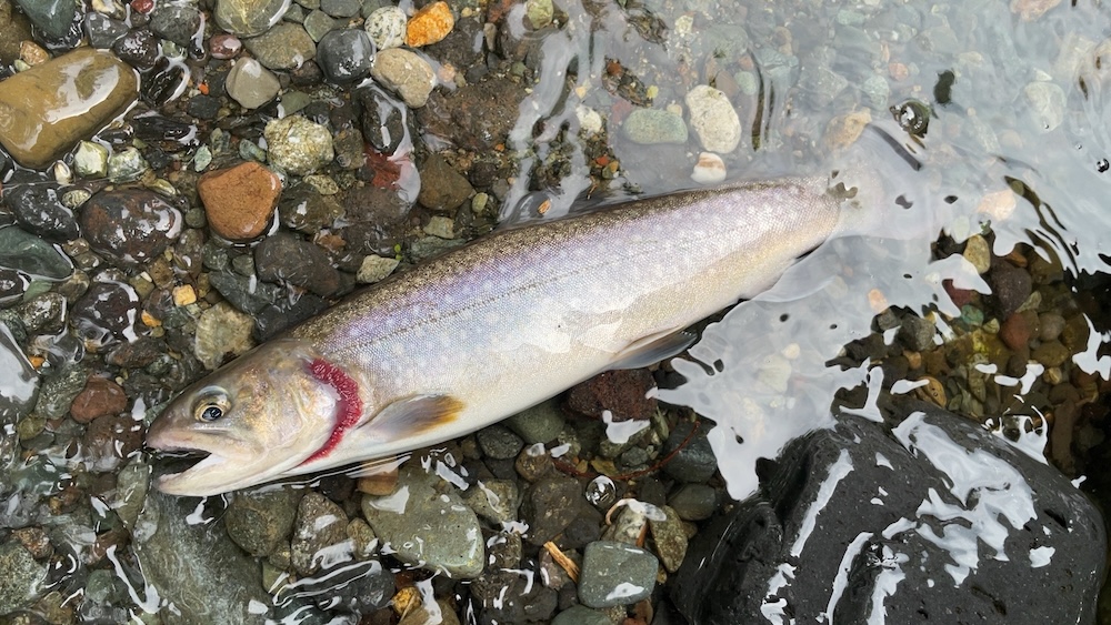 やっと釣れたイワナ31cm