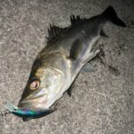 東京湾奥のシーバスが釣り人の実感として減っている印象と漁業のシーバス漁獲高