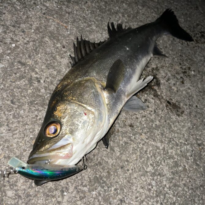 東京湾奥のシーバスが釣り人の実感として減っている印象と漁業のシーバス漁獲高