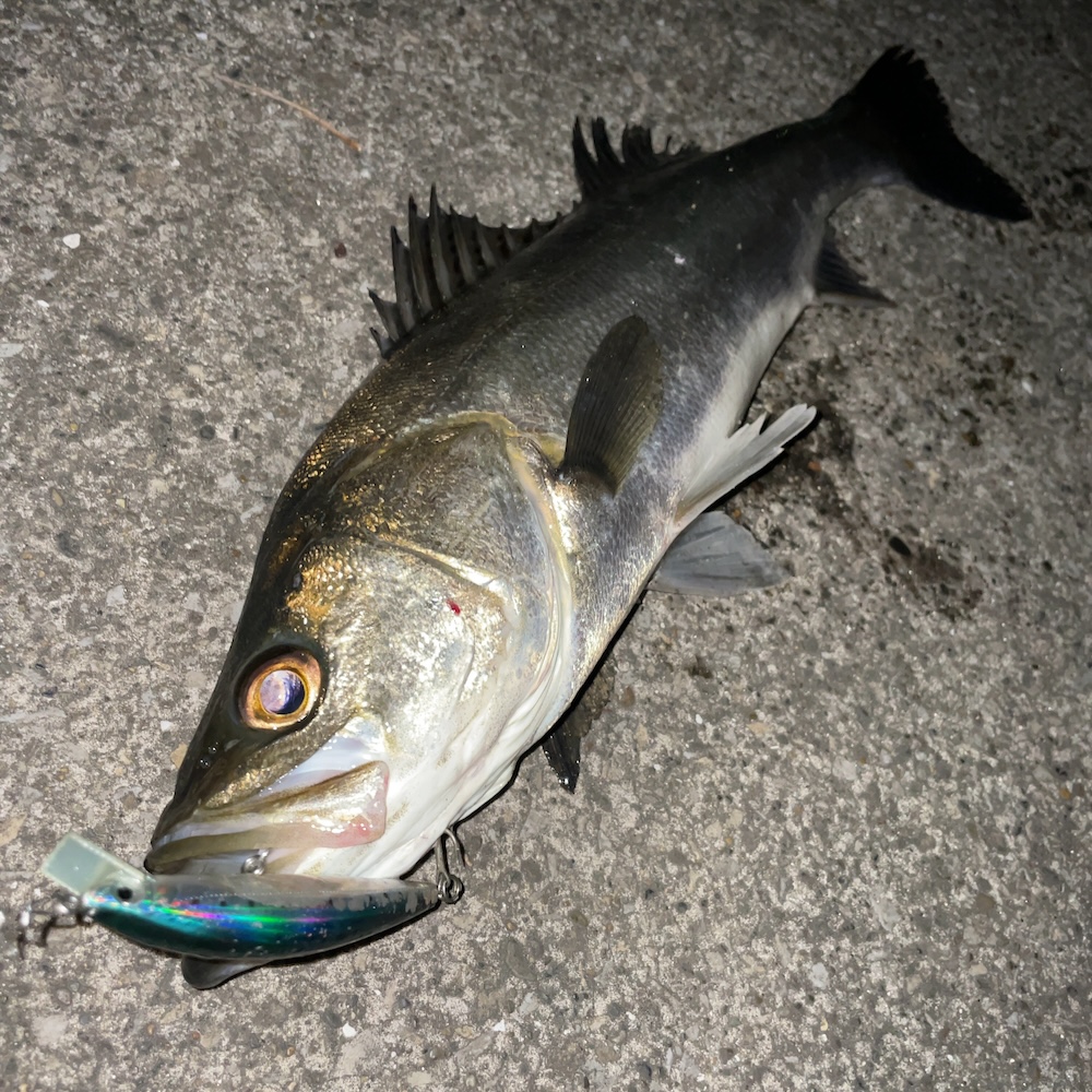 東京湾奥運河筋で釣れたシーバス