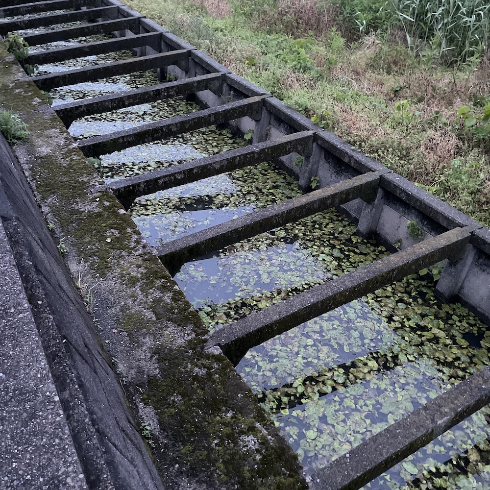 水路リリィパッド