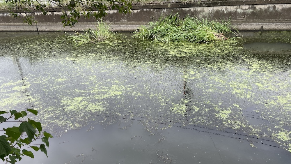 水草のある水路