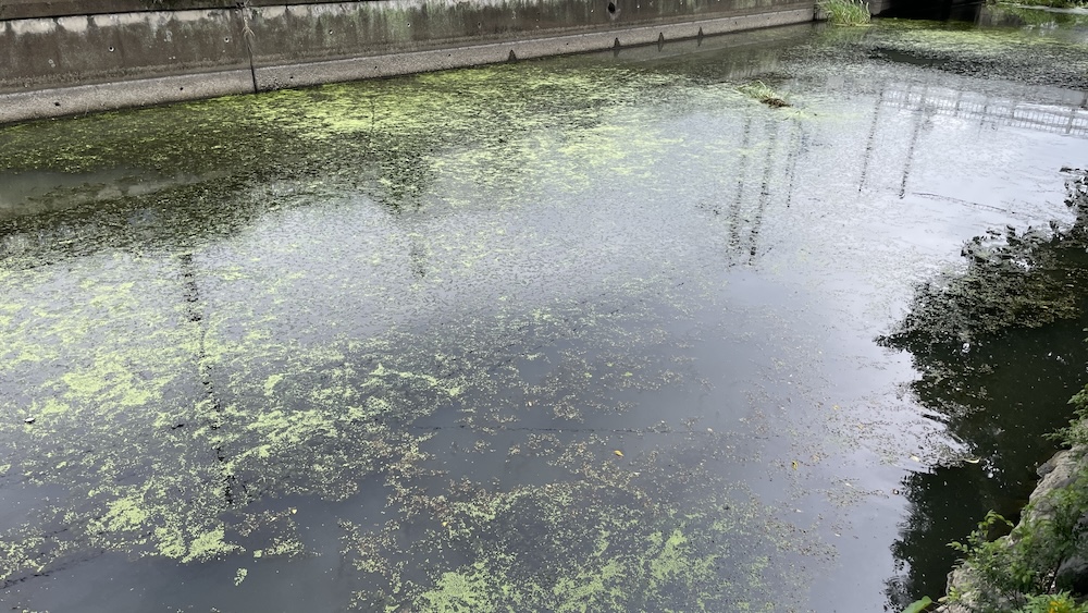 ライギョの居そうな水面02