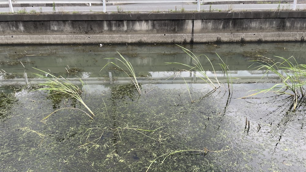 ライギョの居そうな水面01