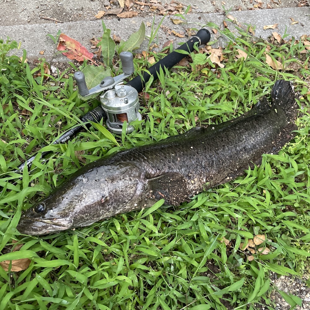 首都圏ライギョ 65cm